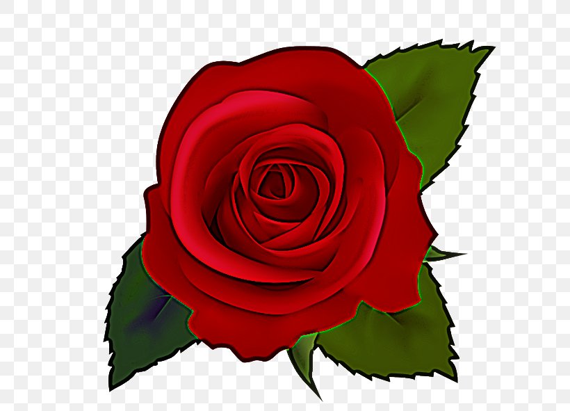Garden Roses, PNG, 615x591px, Rose, Floribunda, Flower, Flowering Plant, Garden Roses Download Free