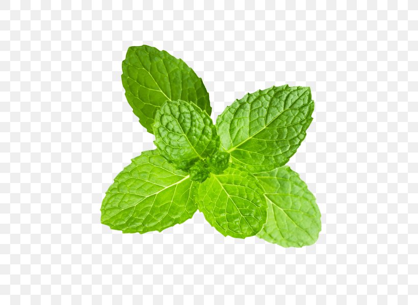 Peppermint Clipping Path Stock Photography Mentha Spicata, PNG, 800x600px, Peppermint, Clipping, Clipping Path, Herb, Herbal Download Free
