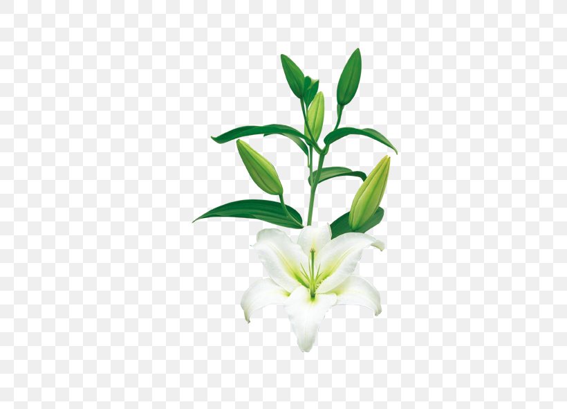 Plant Flower Leaf, PNG, 591x591px, Plant, Designer, Floral Design, Flower, Flowering Plant Download Free