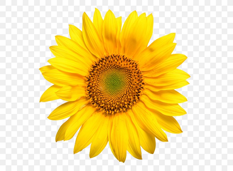 Common Sunflower Yellow Stock Photography, PNG, 600x600px, Common Sunflower, Annual Plant, Daisy Family, Flower, Flowering Plant Download Free