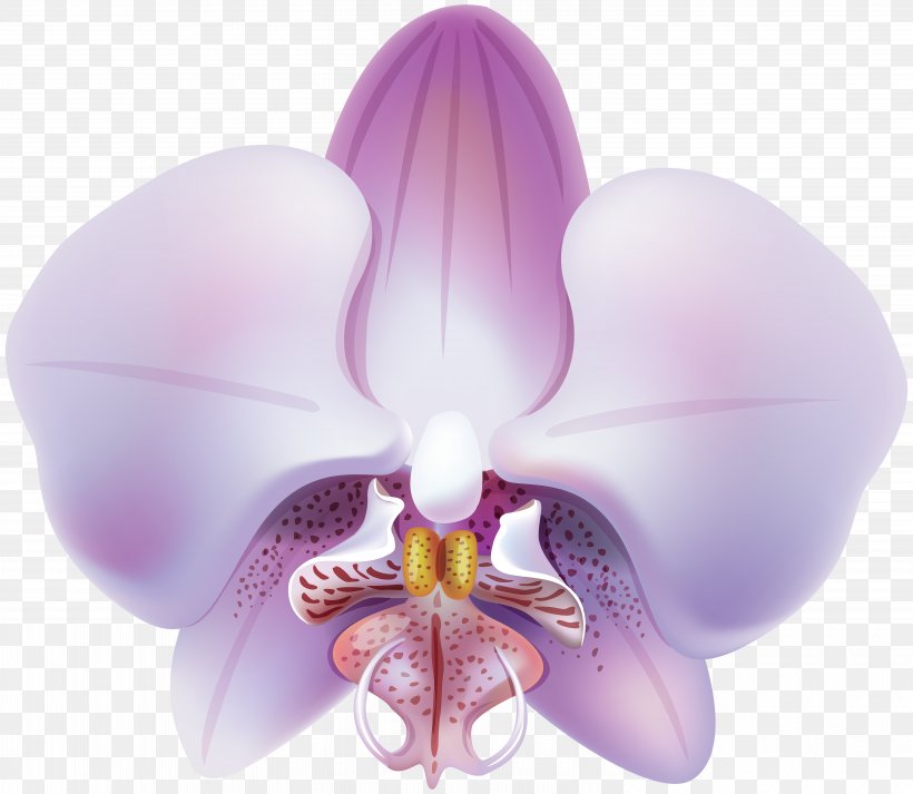 Dendrobium Orchids Clip Art Image, PNG, 6000x5220px, Orchids, Cattleya, Color, Dendrobium, Dendrobium Orchids Download Free