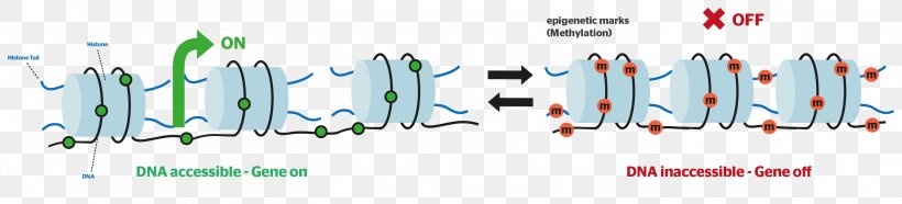 Epigenetics DNA Methylation Histone, PNG, 2807x639px, Epigenetics, Base Pair, Biology, Brand, Cloning Download Free