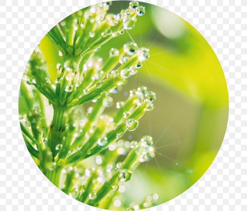 Field Horsetail Plant Face Annemarie Börlind ROSENTAU Day Cream Wrinkle, PNG, 700x700px, Field Horsetail, Coenzyme, Coenzyme Q10, Dew, Drop Download Free