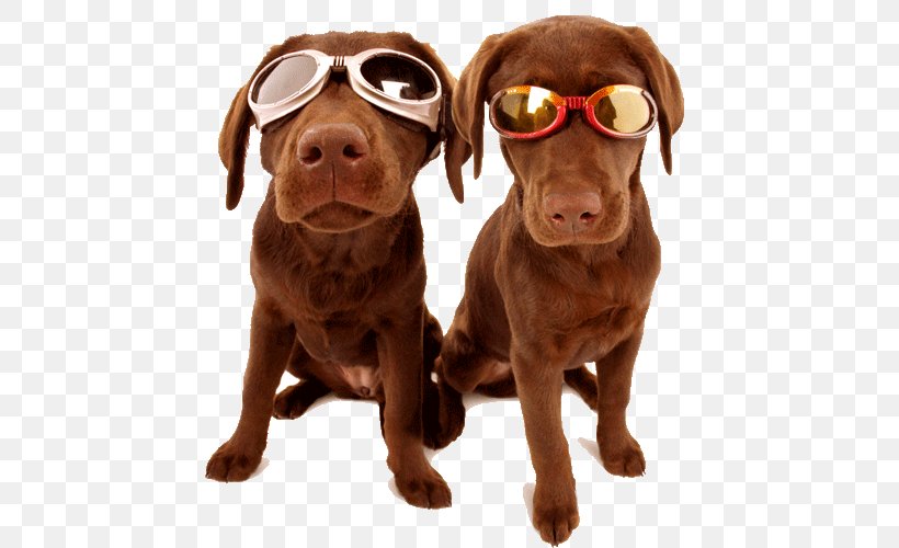Labrador Retriever Desktop Wallpaper Puppy Download High-definition Television, PNG, 500x500px, Labrador Retriever, Carnivoran, Companion Dog, Dog, Dog Breed Download Free