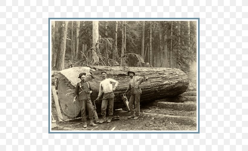 Oregon Logger: Life And Times Of A.C. Samuel Lumberjack Wood Tree, PNG, 500x500px, Oregon, Black And White, Ford, Information, Log Driving Download Free