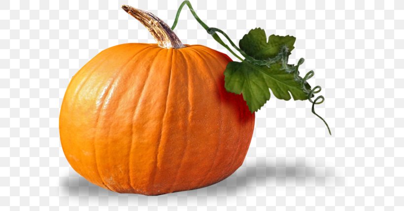 Squash Pumpkin Vegetable Vegetarian Cuisine, PNG, 600x430px, Squash, Calabaza, Commodity, Cucumber Gourd And Melon Family, Cucurbita Download Free