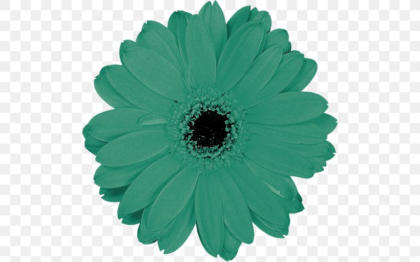 Transvaal Daisy Cut Flowers Green Petal, PNG, 500x511px, Transvaal Daisy, Cut Flowers, Daisy Family, Flower, Flowering Plant Download Free