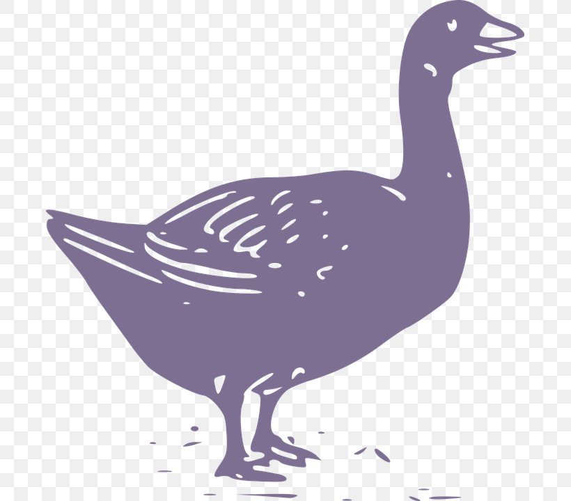 Duck Goose Chicken Illustration, PNG, 687x720px, Goose, Anatidae, Art, Beak, Bird Download Free