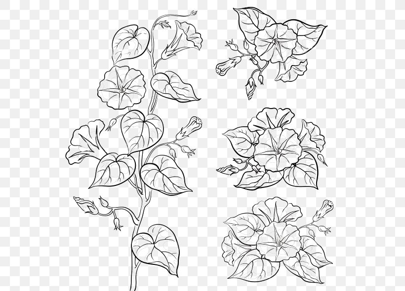 Flower Drawings Morning Glory Botanical Illustration Vector Graphics, PNG, 590x590px, Flower Drawings, Area, Black And White, Blue Dawn Flower, Botanical Illustration Download Free