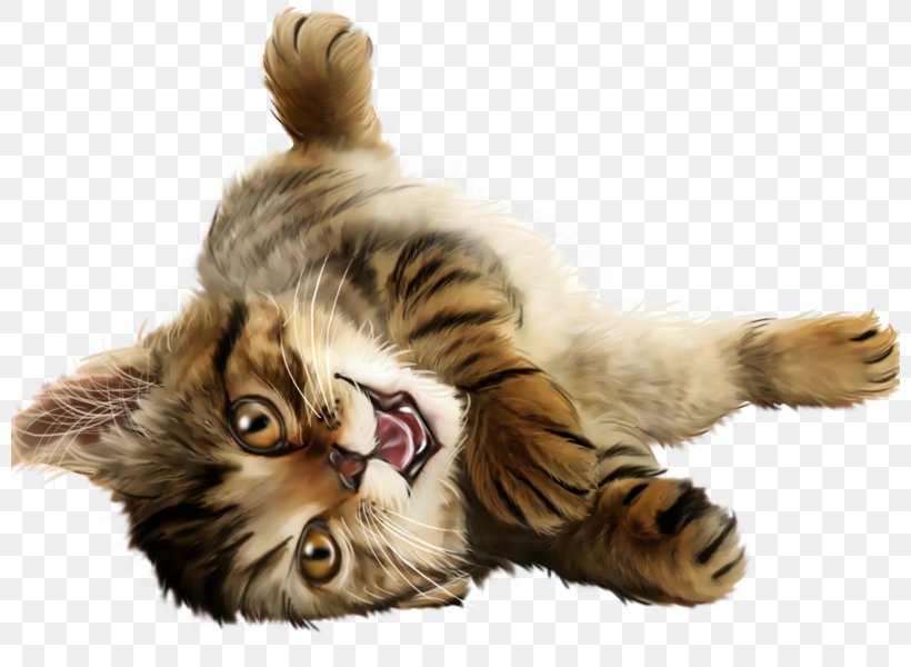 Kitten Whiskers Kurilian Bobtail Domestic Short-haired Cat Dog, PNG, 800x600px, Kitten, Animal, Blog, Carnivoran, Cat Download Free
