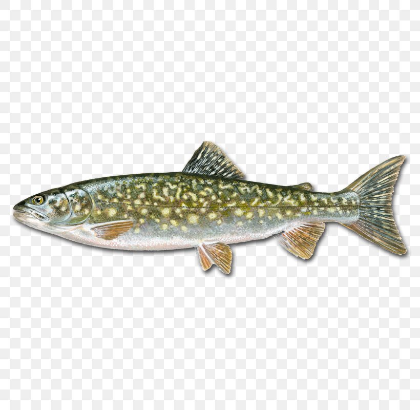 Rainbow Trout Salmon Cutthroat Trout Grass Carp, PNG, 800x800px, Rainbow Trout, Animal, Biology, Bony Fish, Cutthroat Trout Download Free