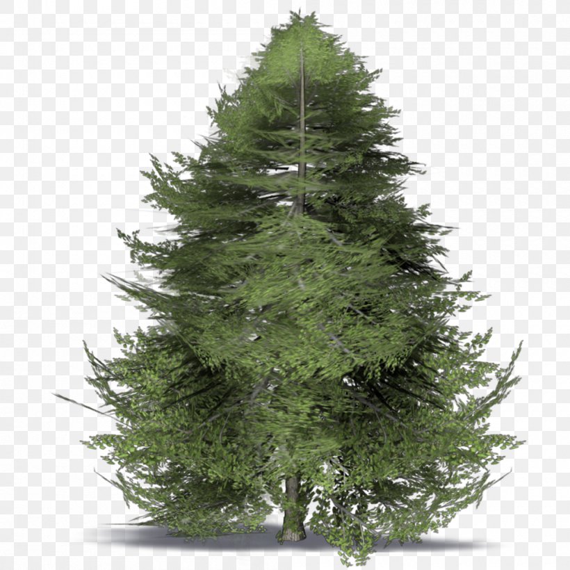 Spruce Christmas Tree Christmas Day Branch, PNG, 1000x1000px, Spruce, Biome, Branch, Christmas Day, Christmas Decoration Download Free