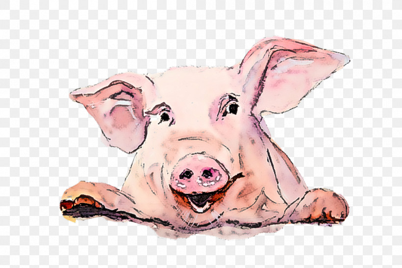 Suidae Pink Nose Snout Livestock, PNG, 1100x733px, Watercolor Pig, Drawing, Livestock, Nose, Pink Download Free