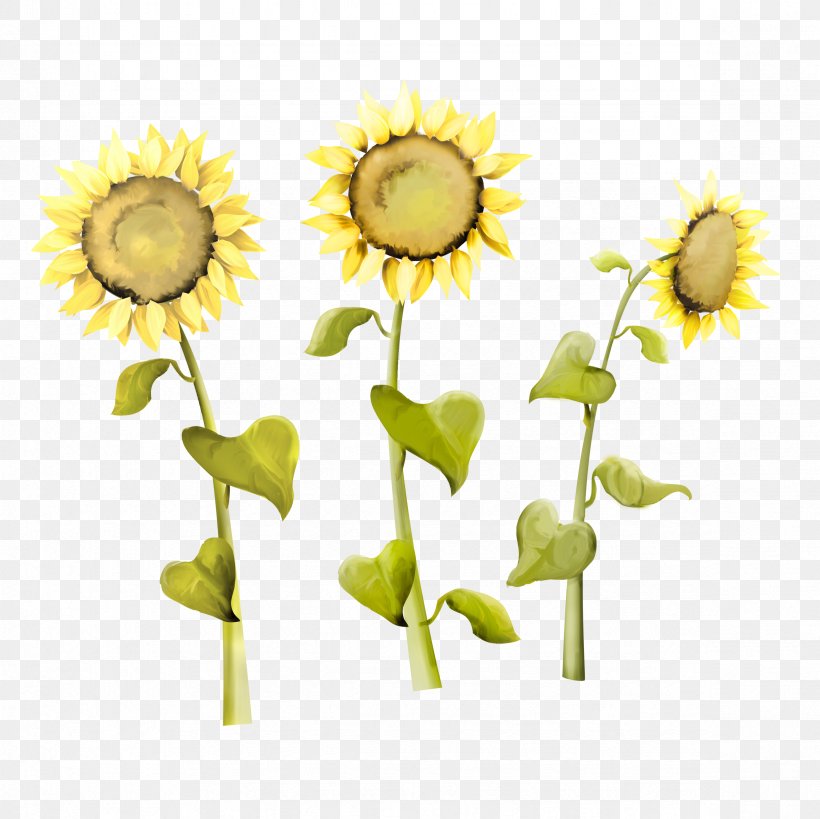 Common Sunflower Sunflower Seed Kuaci, PNG, 2362x2362px, Common Sunflower, Cut Flowers, Daisy, Daisy Family, Designer Download Free