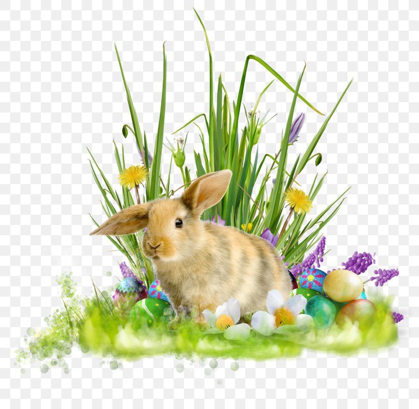 Domestic Rabbit Easter Bunny Holiday, PNG, 800x800px, Domestic Rabbit, Easter, Easter Bunny, Fauna, Grass Download Free