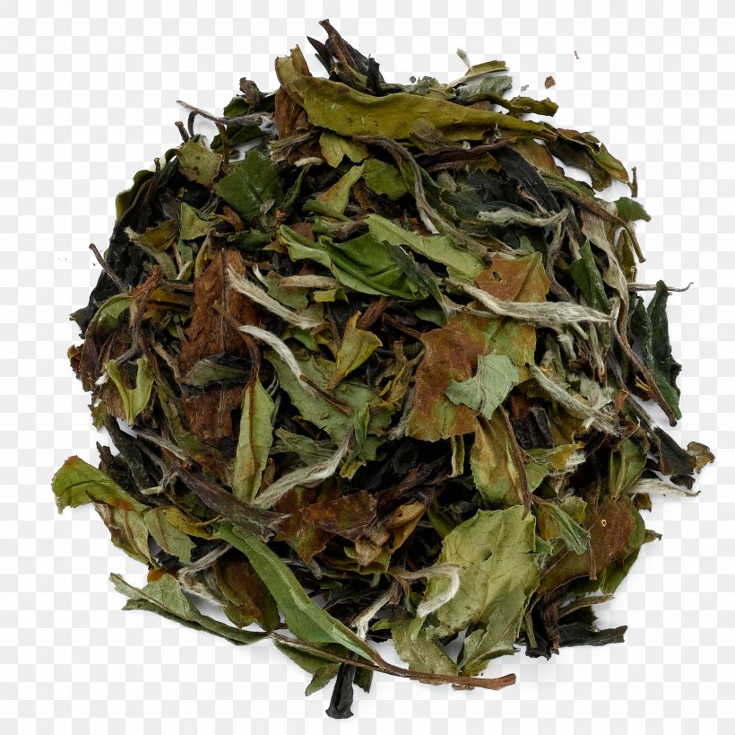 Nilgiri Tea Namul Bai Mudan Tea Plant, PNG, 1600x1600px, Nilgiri Tea, Bai Mudan, Bancha, Biluochun, Ceylon Tea Download Free