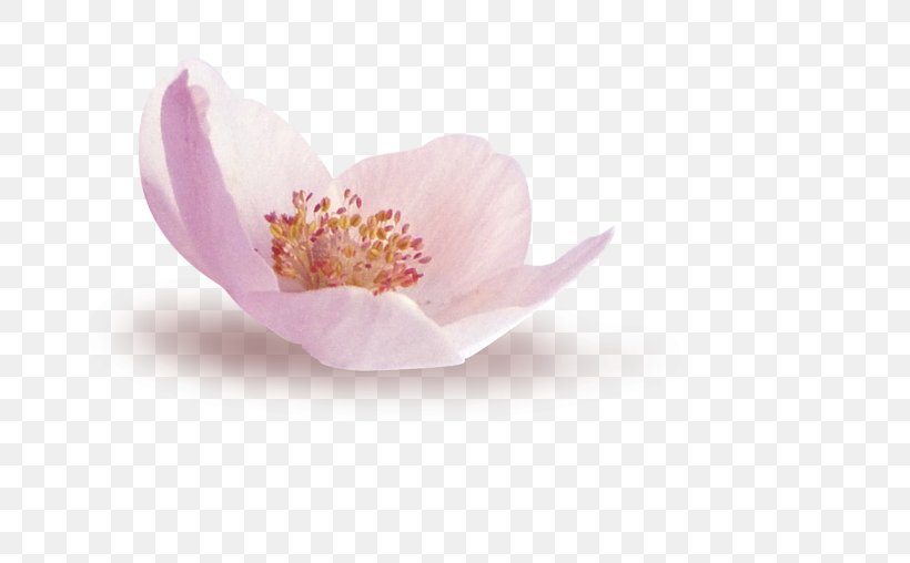 Petal Lilac, PNG, 800x508px, Petal, Blossom, Flower, Flowering Plant, Lilac Download Free