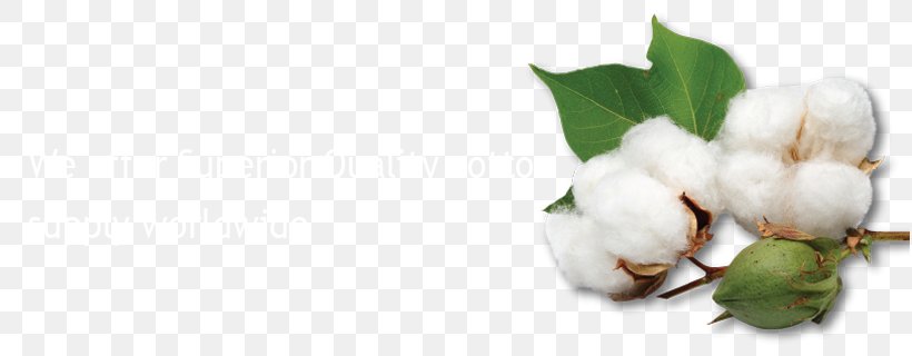 Sea Island Cotton Crop Gossypium Herbaceum Seed, PNG, 816x320px, Sea Island Cotton, Blossom, Branch, Bt Cotton, Bud Download Free