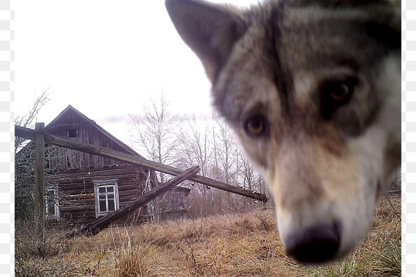 Chernobyl Disaster Chernobyl Nuclear Power Plant Pripyat Chernobyl New Safe Confinement, PNG, 1024x682px, Chernobyl Disaster, Chernobyl, Chernobyl Exclusion Zone, Chernobyl Nuclear Power Plant, Czechoslovakian Wolfdog Download Free