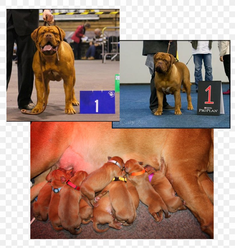 Dog Breed Dogue De Bordeaux Tosa Puppy Non-sporting Group, PNG, 837x887px, Dog Breed, Breed, Breed Group Dog, Ca De Bou, Carnivoran Download Free