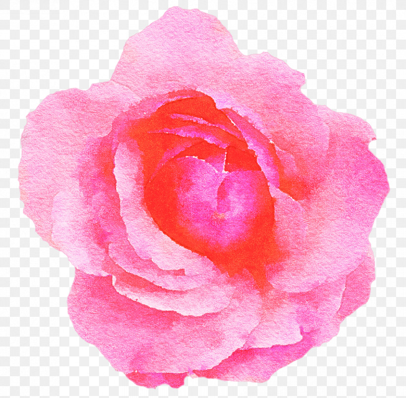 Garden Roses, PNG, 852x836px, Pink, Begonia, Camellia, Cut Flowers, Floribunda Download Free