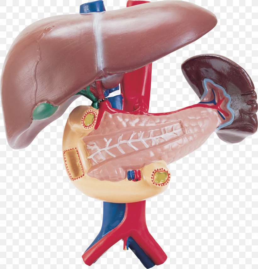 Liver Spleen Duodenum Pancreas Human Body, PNG, 1953x2038px, Watercolor, Cartoon, Flower, Frame, Heart Download Free
