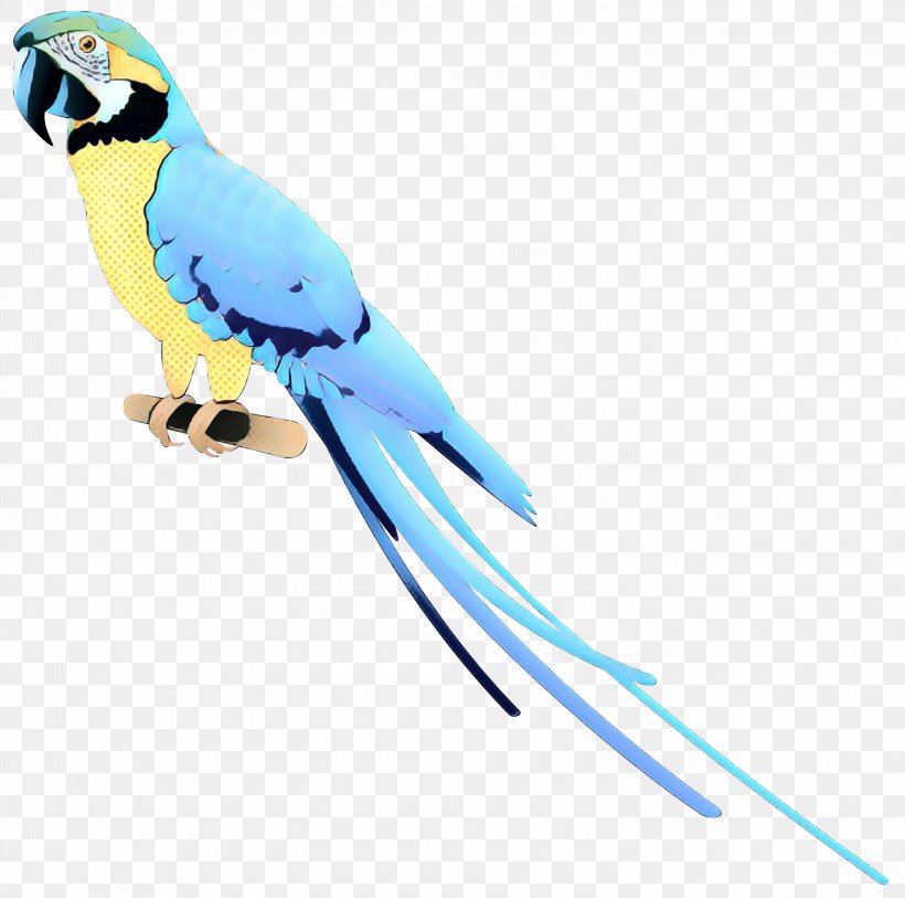 Macaw Parakeet Feather Beak Pet, PNG, 3000x2976px, Macaw, Animal, Animal Figure, Beak, Bird Download Free
