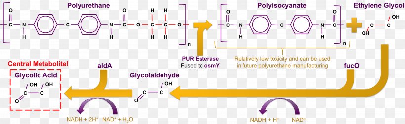 Plastic Pollution Bacteria Microbial Biodegradation Microorganism, PNG, 3001x928px, Plastic, Area, Bacteria, Biodegradation, Diagram Download Free