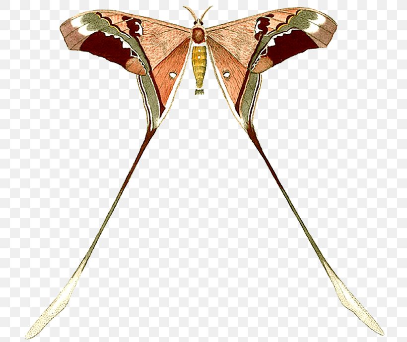 Butterfly Insect Moth Wing Clip Art, PNG, 743x690px, Butterfly, Animal, Arthropod, Brush Footed Butterfly, Butterflies And Moths Download Free
