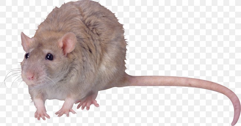 Gerbil Brown Rat Computer Mouse YouTube, PNG, 2092x1099px, 2018, Gerbil, Animal, Brown Rat, Computer Mouse Download Free