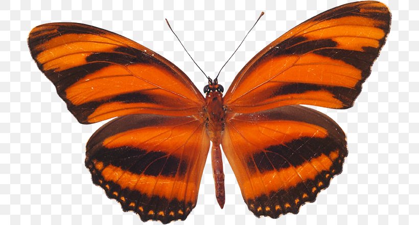 Monarch Butterfly Pieridae Moth Gossamer-winged Butterflies, PNG, 716x440px, Monarch Butterfly, Arthropod, Birdwing, Brush Footed Butterfly, Brushfooted Butterflies Download Free