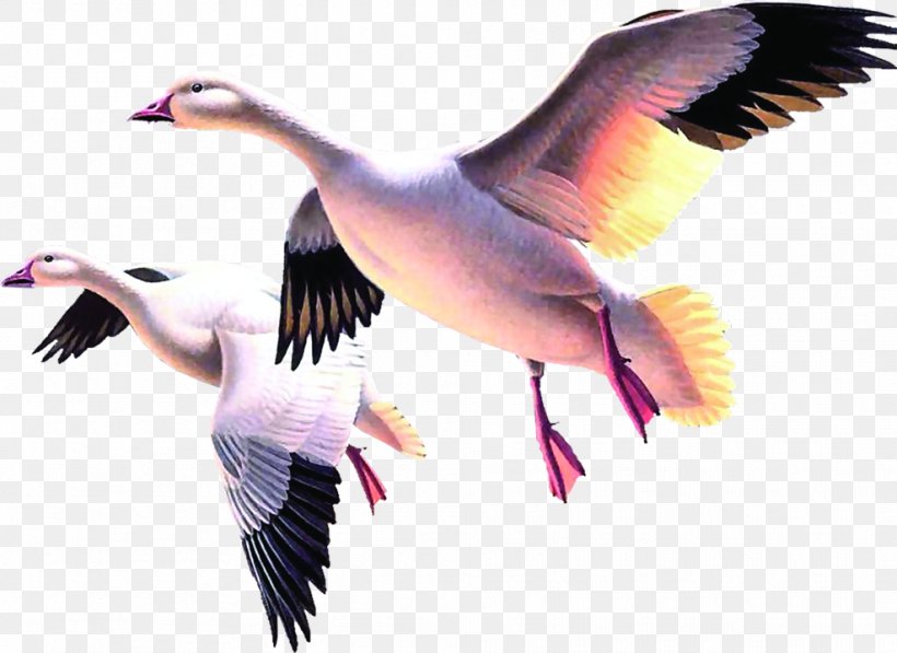 Duck Cygnini Goose, PNG, 987x719px, Duck, Beak, Bird, Cygnini, Ducks Geese And Swans Download Free