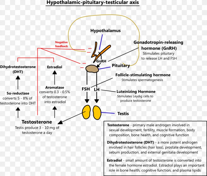 Testosterone Hypogonadism Aromatase Estrogen Androgen Replacement Therapy, PNG, 919x782px, Testosterone, Androgen Replacement Therapy, Area, Aromatase, Aromatase Inhibitor Download Free