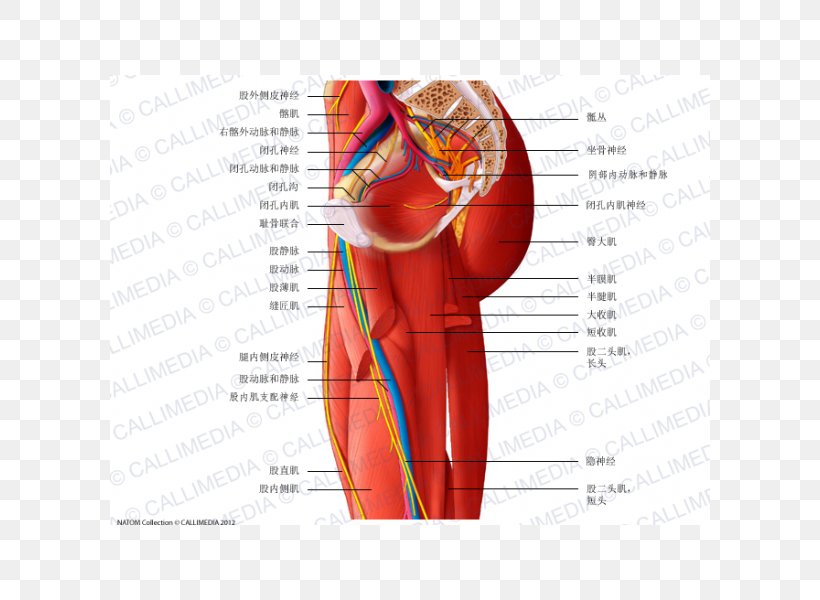 Adductor Muscles Of The Hip Nerve Anatomy, PNG, 600x600px, Watercolor, Cartoon, Flower, Frame, Heart Download Free