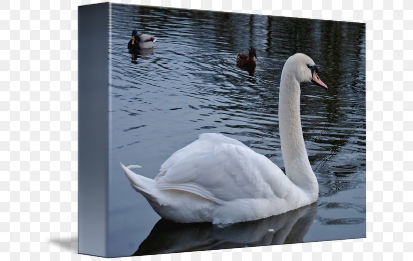 Cygnini Duck Fauna Water Beak, PNG, 650x518px, Cygnini, Beak, Bird, Duck, Ducks Geese And Swans Download Free