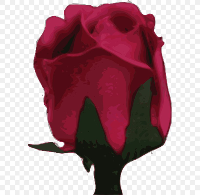 Garden Roses Flower, PNG, 591x800px, Rose, Cut Flowers, Flower, Flowering Plant, Garden Roses Download Free