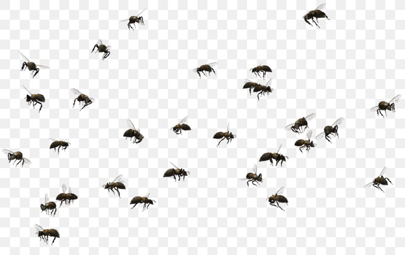 Honey Bee Swarming Insect Clip Art, PNG, 1024x645px, Bee, Africanized Bee, Bee Removal, Beehive, Beekeeping Download Free