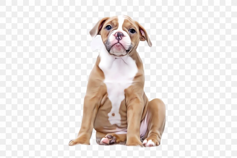Bulldog, PNG, 2448x1632px, Dog, Boxer, Bulldog, Companion Dog, Puppy Download Free