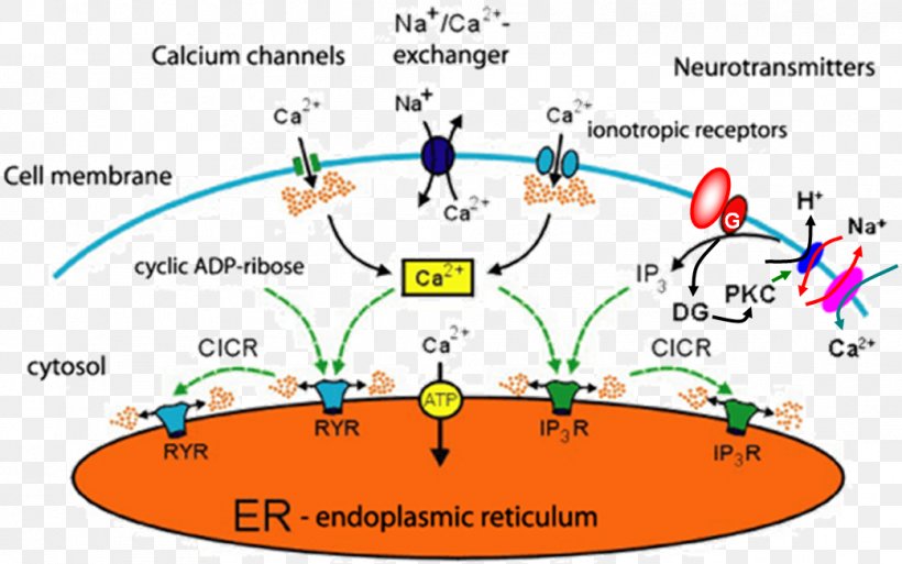 Calcium Signaling Cellular Calcium: A Practical Approach Intracellular, PNG, 1041x652px, Cell, Calcium, Calciuminduced Calcium Release, Cell Membrane, Cell Signaling Download Free