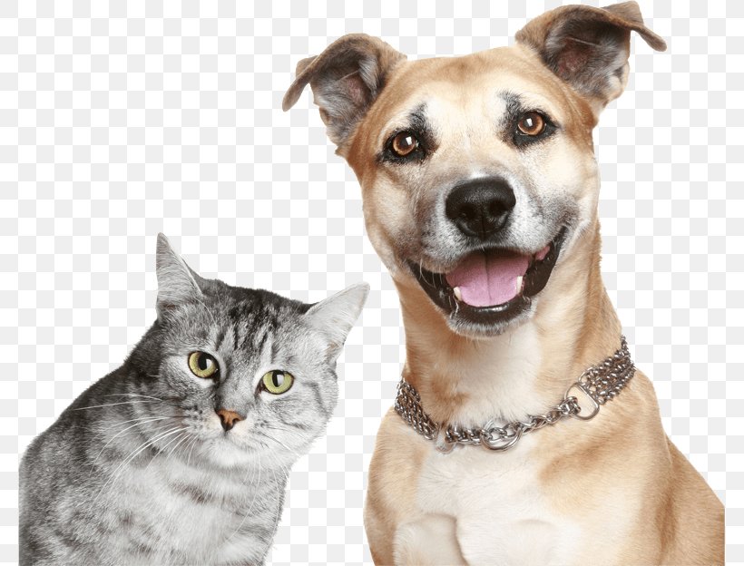 Dog–cat Relationship Kitten Puppy Pet, PNG, 779x624px, Dog, Animal Shelter,  Cat, Cat Like Mammal, Cats