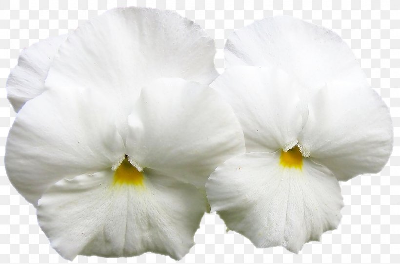 Pansy Moth Orchids, PNG, 952x629px, Pansy, Flower, Flowering Plant, Moth Orchid, Moth Orchids Download Free