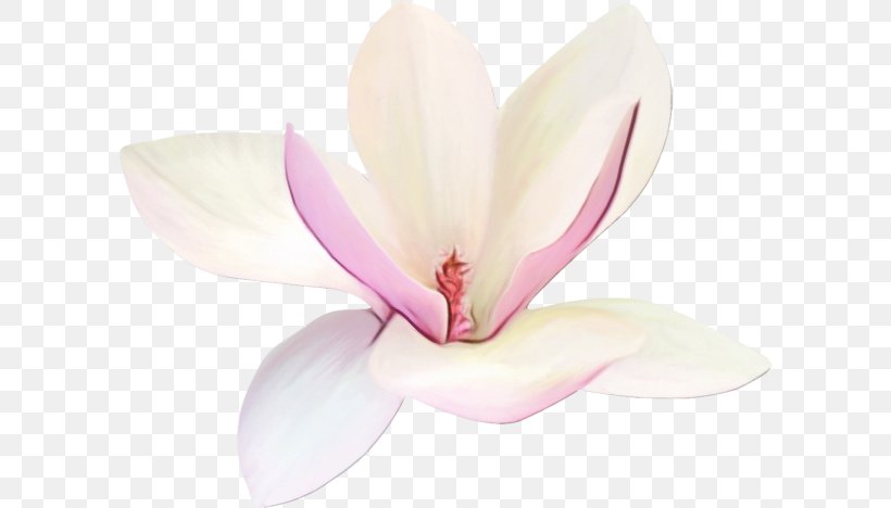 Petal Pink Flower Flowering Plant Plant, PNG, 600x468px, Watercolor, Blossom, Flower, Flowering Plant, Herbaceous Plant Download Free
