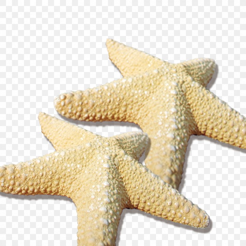 Starfish Sea Beach, PNG, 1000x1000px, Starfish, Beach, Highdefinition Television, Invertebrate, Marine Invertebrates Download Free