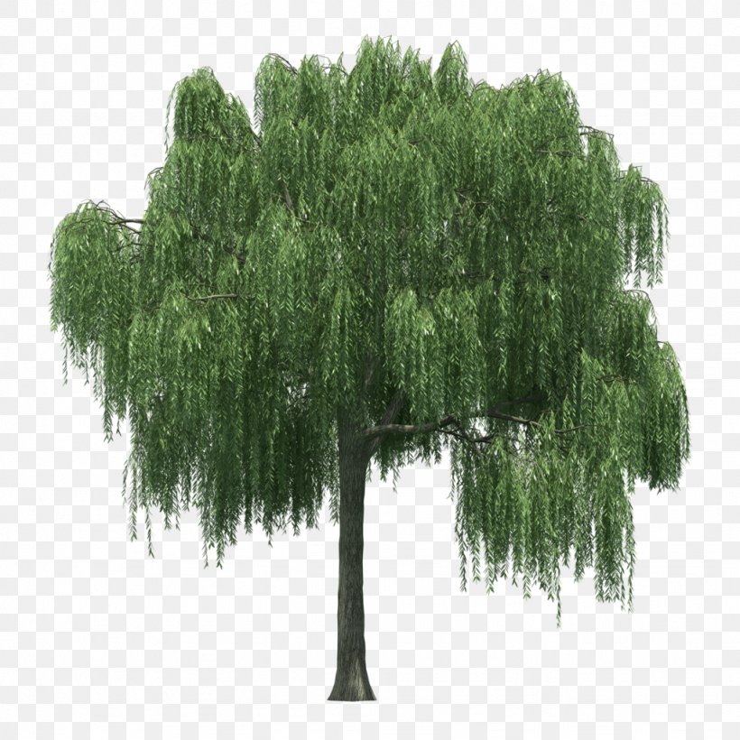 Tree Weeping Willow Image Shrub, PNG, 1024x1024px, Tree, American Larch, Depositphotos, Grass, Green Download Free