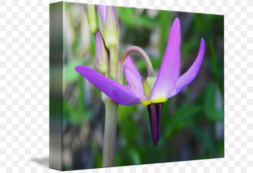 Tulip Crocus Violet Petal Close-up, PNG, 650x560px, Tulip, Close Up, Closeup, Crocus, Fawn Lily Download Free
