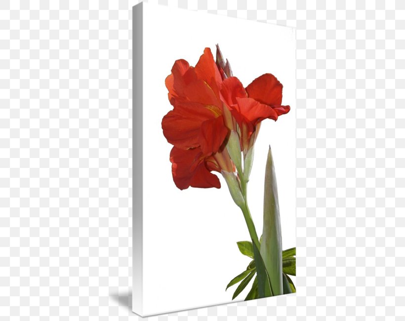 Amaryllis Jersey Lily Indian Shot Cut Flowers Tulip, PNG, 389x650px, Amaryllis, Amaryllis Belladonna, Amaryllis Family, Belladonna, Canna Download Free