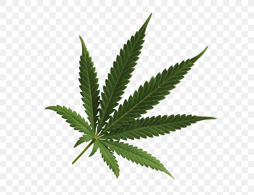 Cannabis Cultivation Leaf Medical Cannabis Spots, PNG, 600x630px, Cannabis, Cannabis Cultivation, Cannabis Shop, Hemp, Hemp Family Download Free