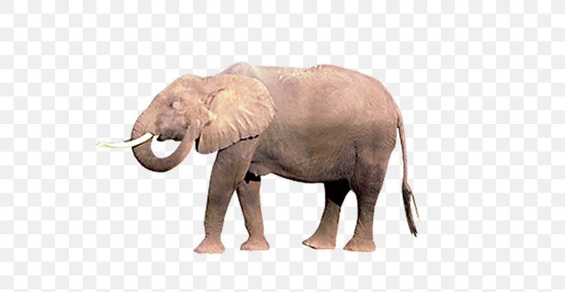 African Elephant Indian Elephant, PNG, 660x424px, African Elephant, Animal, Elephant, Elephants And Mammoths, Fauna Download Free