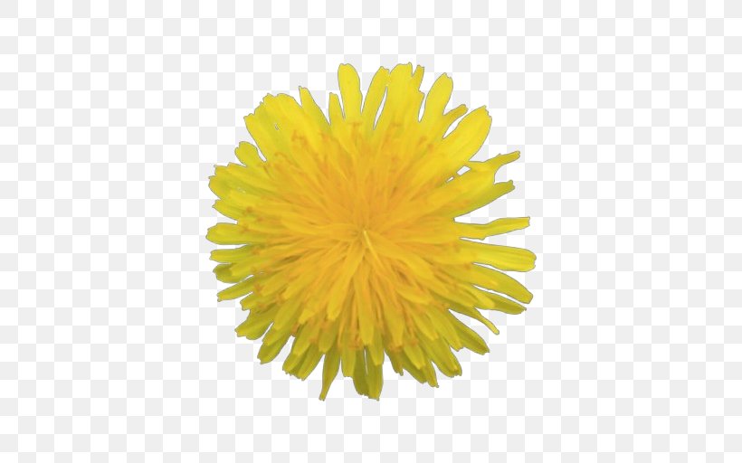 Dandelion Yellow Dandelion Sow Thistles Flower, PNG, 512x512px, Dandelion, English Marigold, Flower, Native Sowthistle, Perennial Sowthistle Download Free