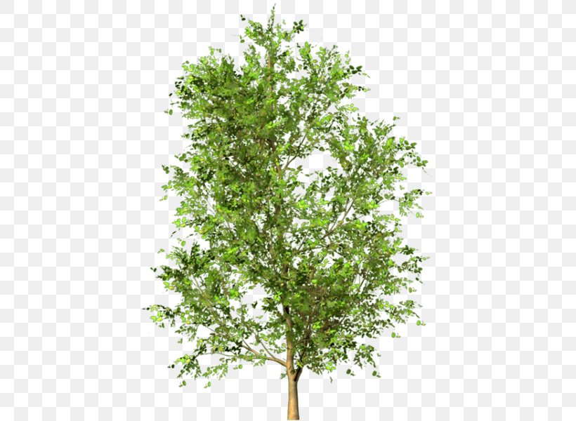 Twig Tree Shrub Clip Art, PNG, 420x600px, Twig, Branch, Drawing, Evergreen, Photography Download Free
